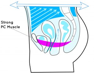 Muscle diagram pc Facts About